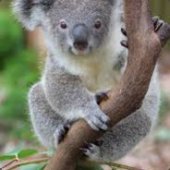 KoalaMurai