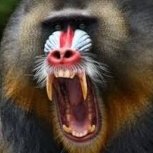 Raging Baboon