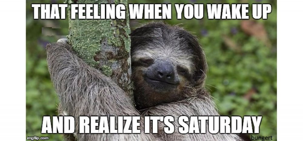 SaturdaySloth1500-5b046d4a04d1cf003aaa27ac.thumb.jpg.c128938ff0ddd04f166306f48fb53155.jpg